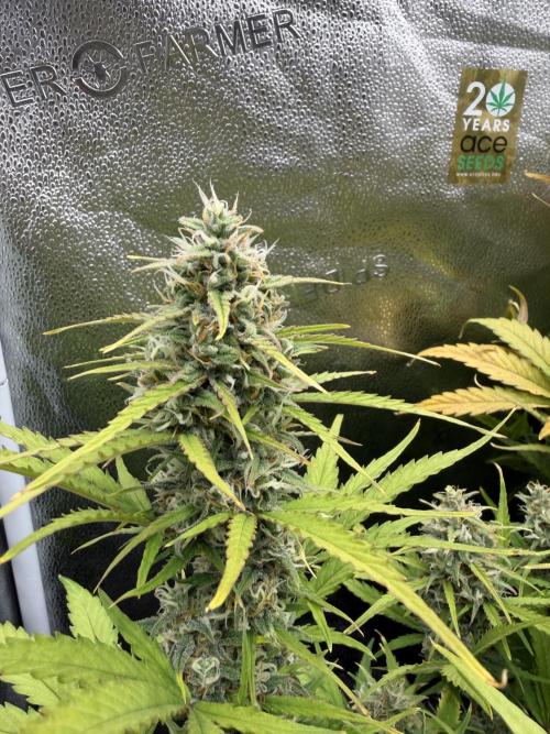 Zamaldelica Auto. Week 8