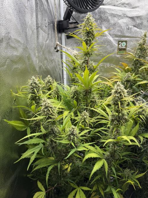Zamaldelica Auto. Week 8