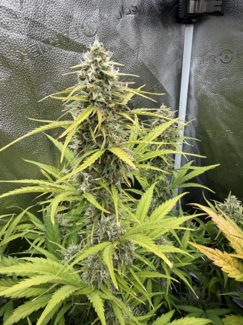 Zamaldelica Auto. Week 8