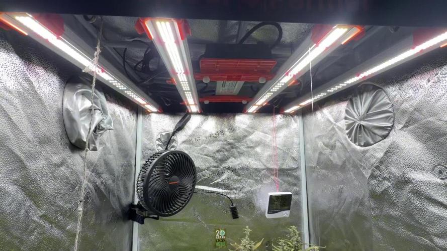 Frosty‘s Auto Freak