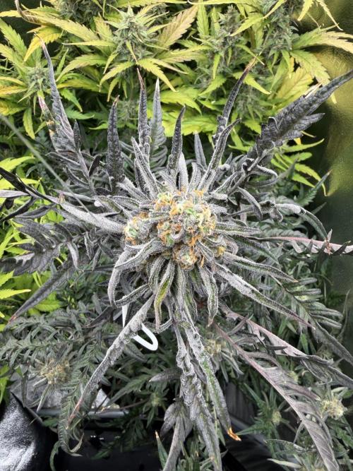Frosty‘s Auto Freak. Week 8