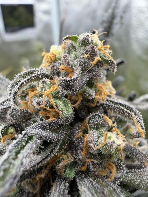 Frosty‘s Auto Freak. Week 8