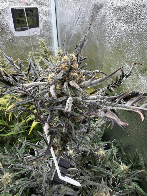 Frosty‘s Auto Freak. Week 8