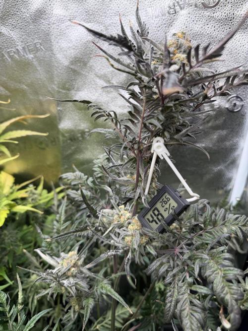Frosty‘s Auto Freak. Week 8