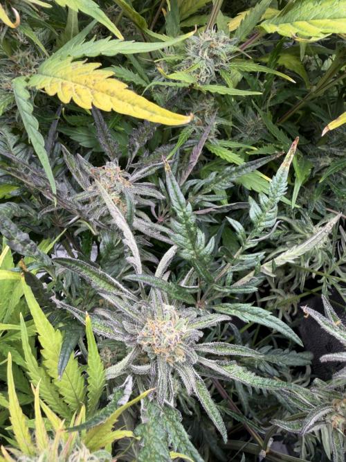 Frosty‘s Auto Freak. Week 8