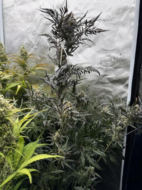 Frosty‘s Auto Freak. Week 8