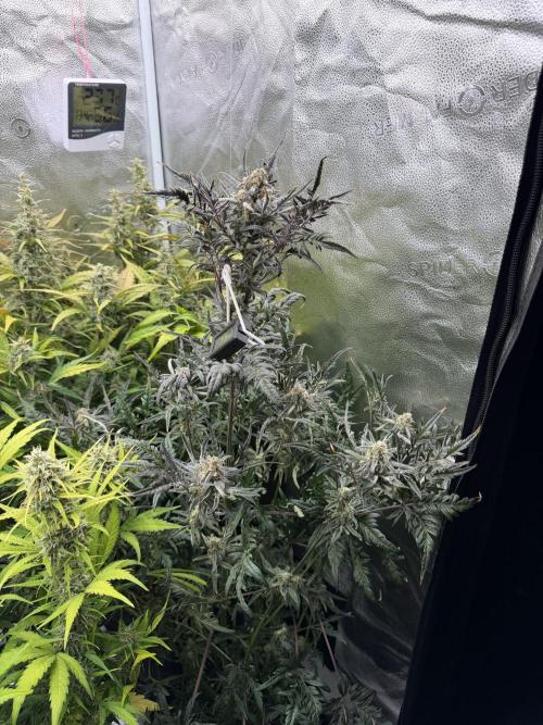 Frosty‘s Auto Freak. Week 8