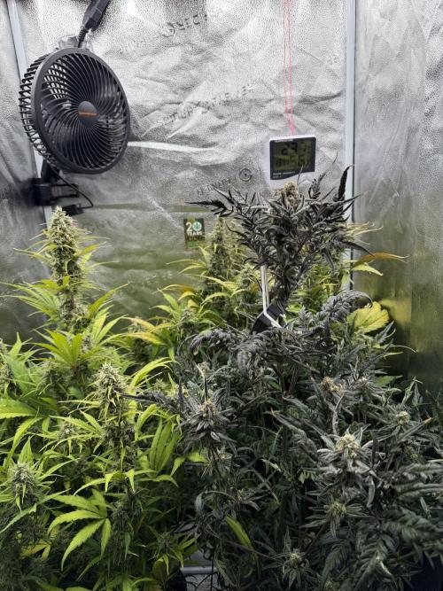 Frosty‘s Auto Freak. Week 8