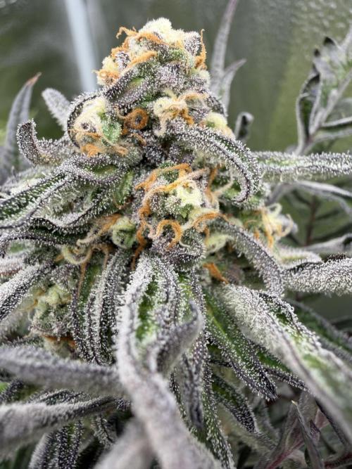 Frosty‘s Auto Freak. Week 8