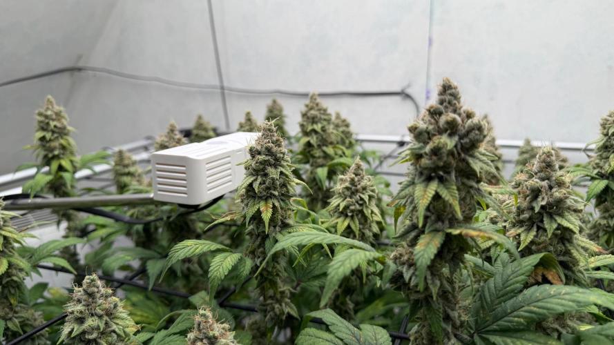 Laughing Buddha | 720W | SCROG. Week 24