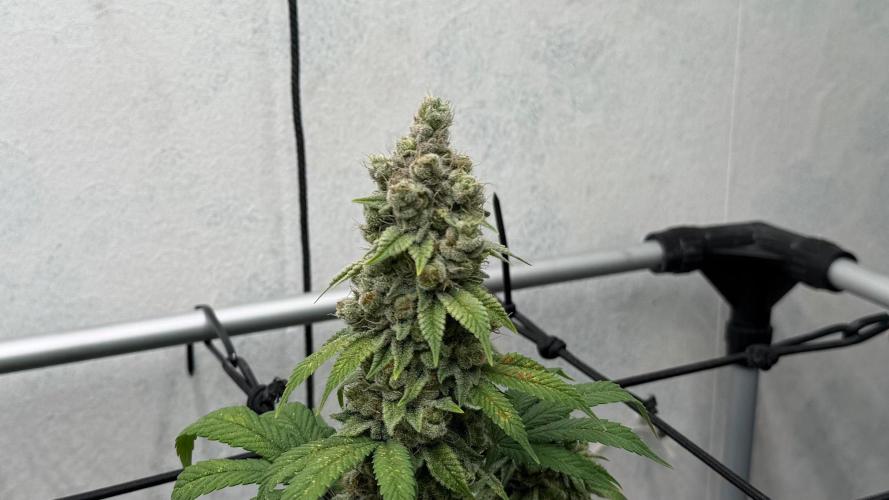 Laughing Buddha | 720W | SCROG. Week 24