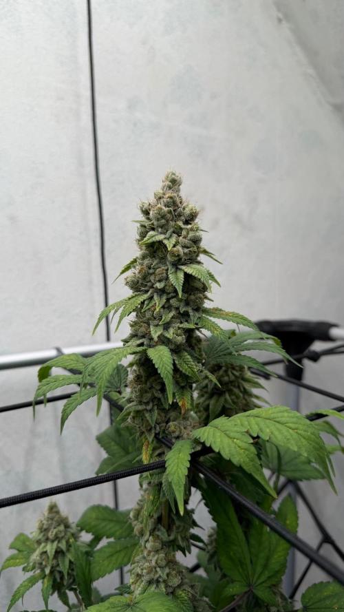 Laughing Buddha | 720W | SCROG. Week 24