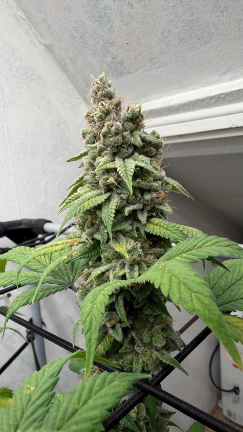 Laughing Buddha | 720W | SCROG. Week 24