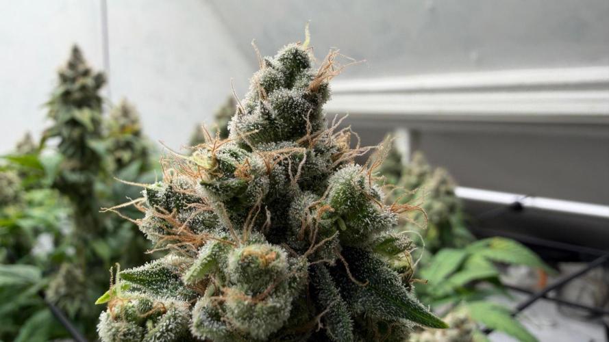 Laughing Buddha | 720W | SCROG. Week 24