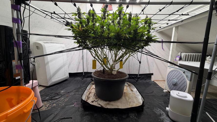 Laughing Buddha | 720W | SCROG. Week 24