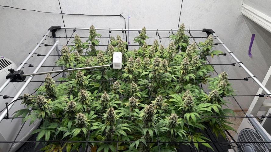 Laughing Buddha | 720W | SCROG. Week 24