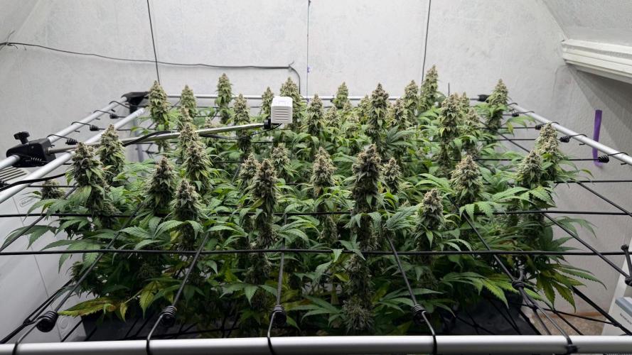 Laughing Buddha | 720W | SCROG. Week 24