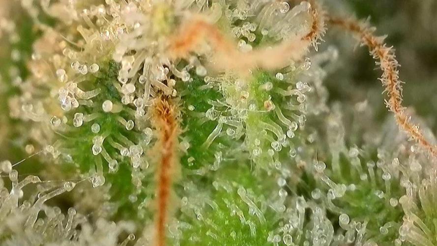 Laughing Buddha | 720W | SCROG. Week 24