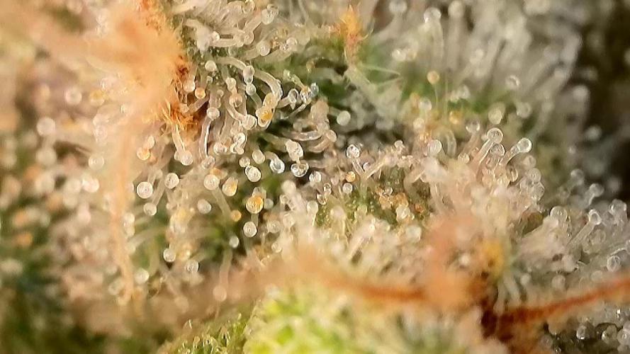 Laughing Buddha | 720W | SCROG. Week 24
