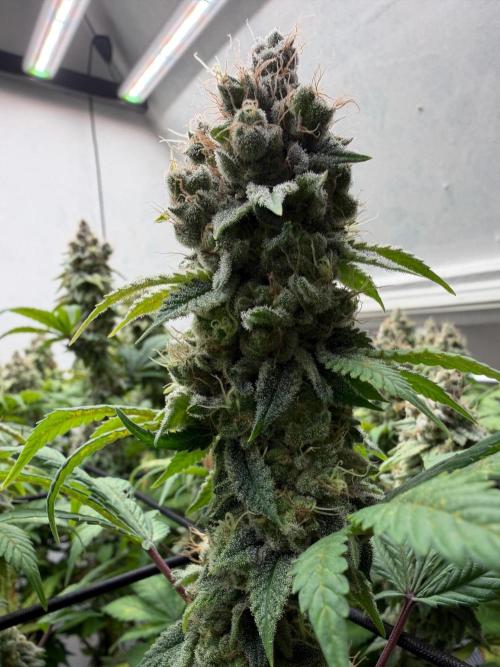 Laughing Buddha | 720W | SCROG. Week 24
