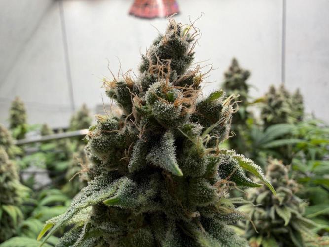 Laughing Buddha | 720W | SCROG. Week 24