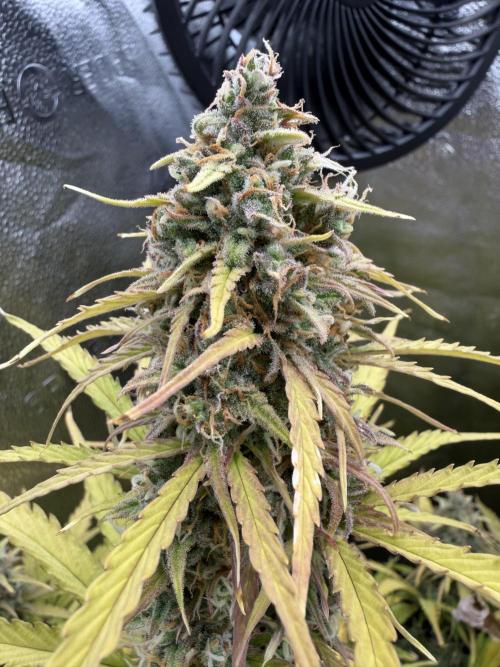 Zamaldelica Auto. Week 9