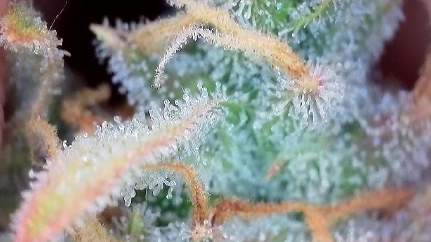 Zamaldelica Auto. Week 9