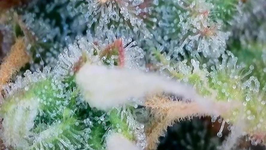 Zamaldelica Auto. Week 9