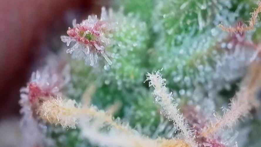 Zamaldelica Auto. Week 9