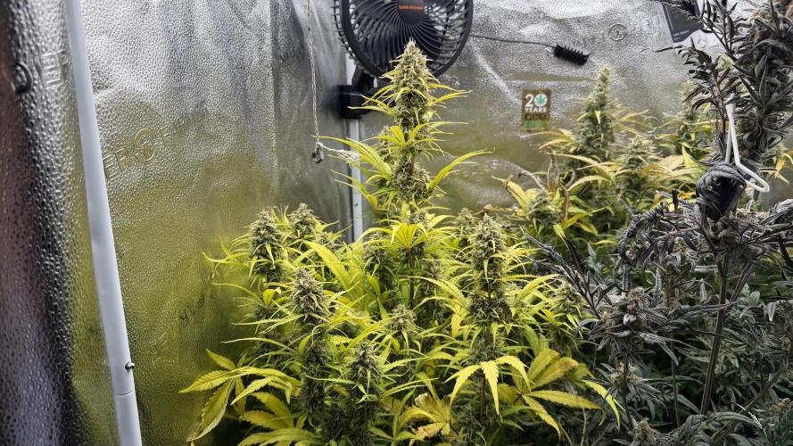 Zamaldelica Auto. Week 9
