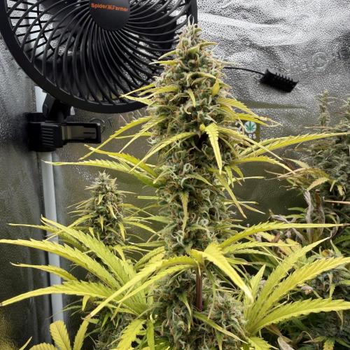 Zamaldelica Auto. Week 9