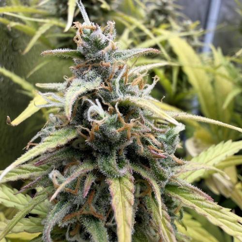 Zamaldelica Auto. Week 9