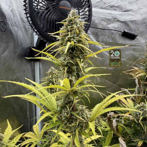 Zamaldelica Auto. Week 9