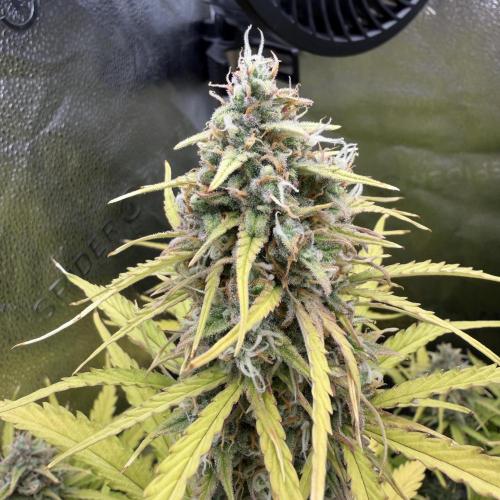 Auto Zamaldelica. Week 9