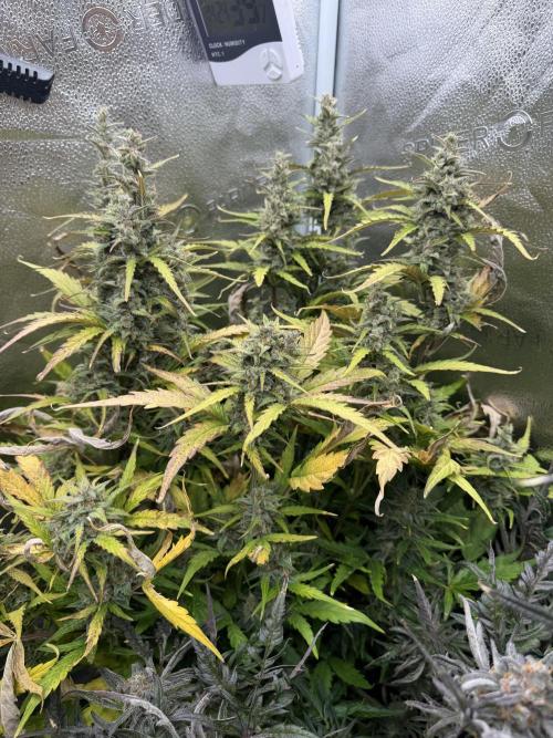 AUTO MALAWI X N.LIGHTS. Week 9