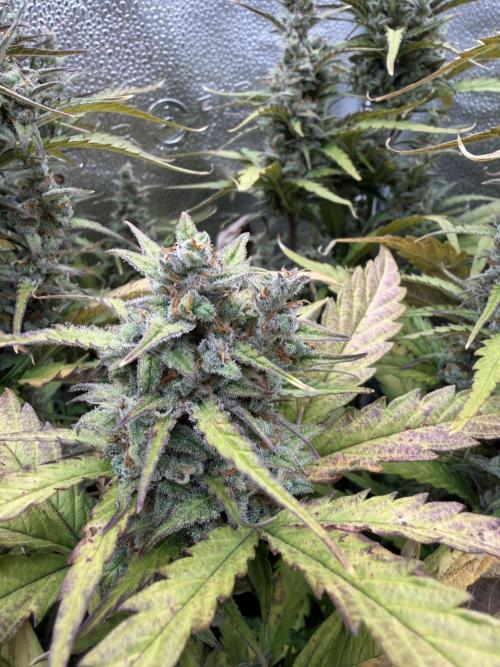 AUTO MALAWI X N.LIGHTS. Week 9