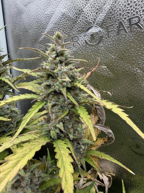 AUTO MALAWI X N.LIGHTS. Week 9