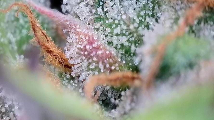 AUTO MALAWI X N.LIGHTS. Week 9