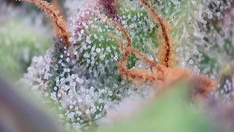 AUTO MALAWI X N.LIGHTS. Week 9