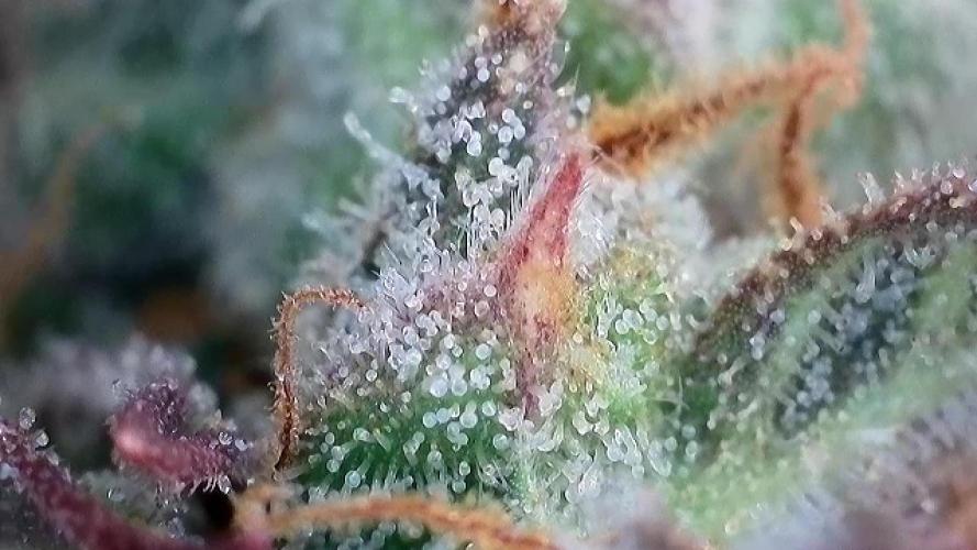 AUTO MALAWI X N.LIGHTS. Week 9