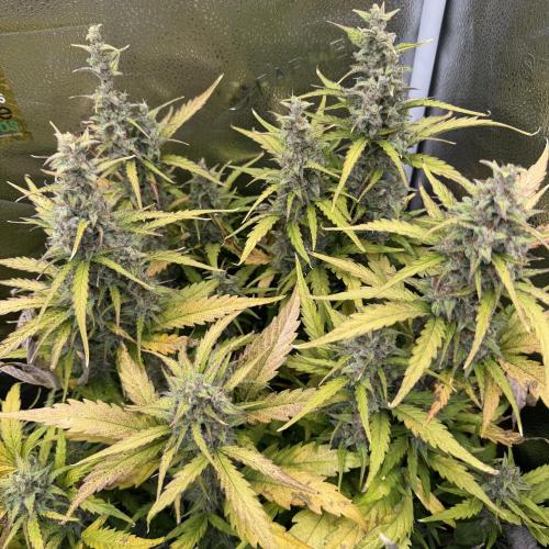 AUTO MALAWI X N.LIGHTS. Week 9