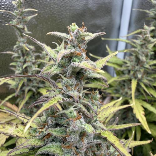 AUTO MALAWI X N.LIGHTS. Week 9