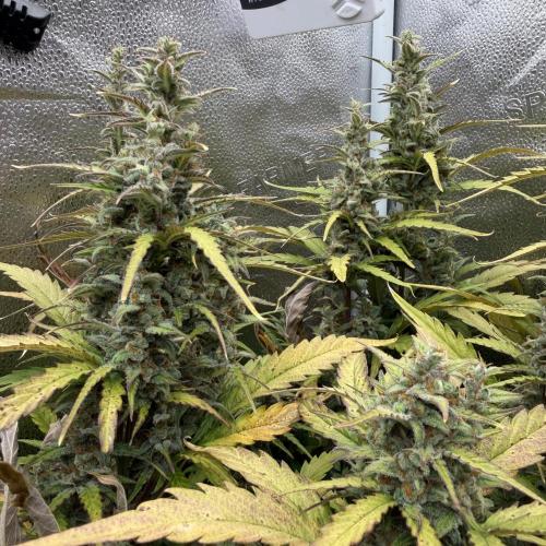 AUTO MALAWI X N.LIGHTS. Week 9