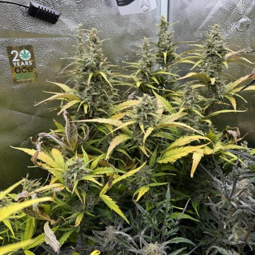 Auto Malawi x Northern Lights. Week 9