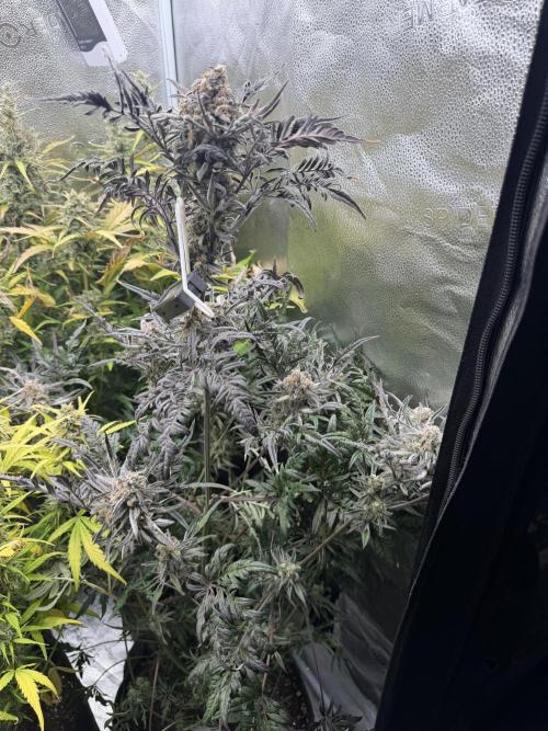 Frosty‘s Auto Freak. Week 9