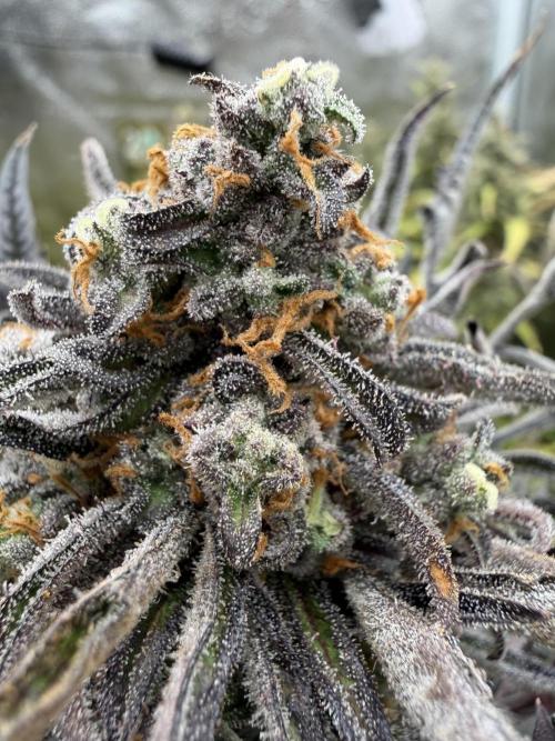 Frosty‘s Auto Freak. Week 9