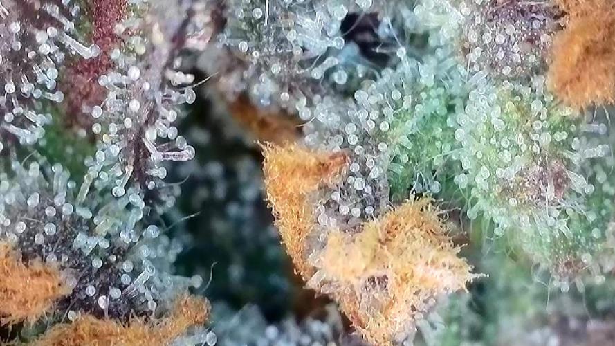 Frosty‘s Auto Freak. Week 9