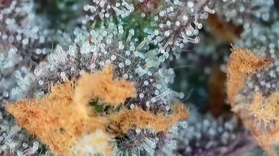 Frosty‘s Auto Freak. Week 9