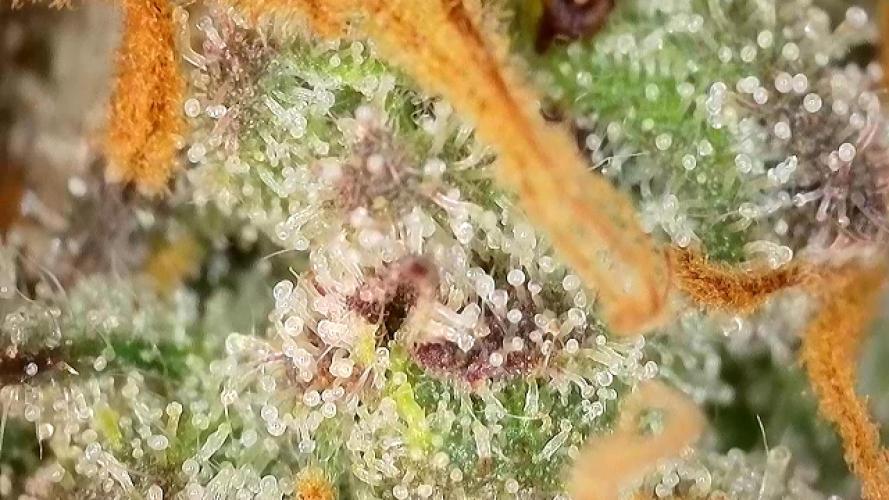 Frosty‘s Auto Freak. Week 9