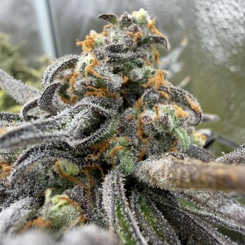Frosty‘s Auto Freak. Week 9